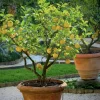 Meyer Lemon Tree Live Plant – Seedling in 2 Inch Pot – Fragrant Citrus - Image 1