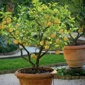 Meyer Lemon Tree Live Plant – Seedling in 2 Inch Pot – Fragrant Citrus - Image 1