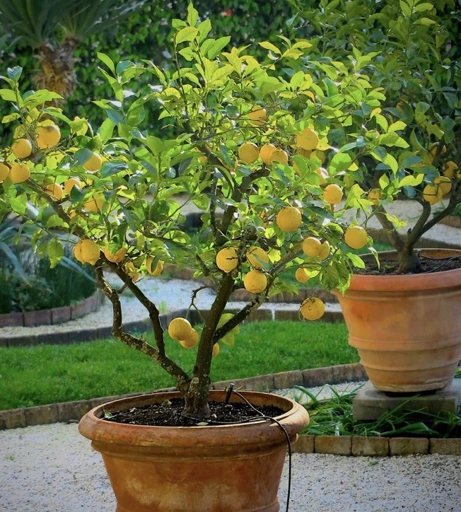 Meyer Lemon Tree Live Plant – Seedling in 2 Inch Pot – Fragrant Citrus - Image 1