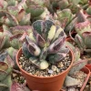 Mini Calico Hearts Succulent Live Houseplant - 3 inch Pot, Easy Care Indoor Plant - Image 1