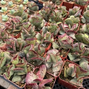 Mini Calico Hearts Succulent Live Houseplant - 3 inch Pot, Easy Care Indoor Plant - Image 2