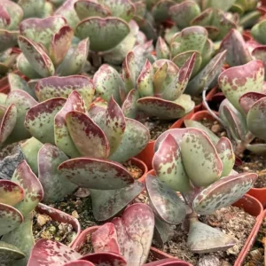 Mini Calico Hearts Succulent Live Houseplant - 3 inch Pot, Easy Care Indoor Plant - Image 3