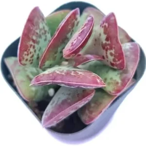 Mini Calico Hearts Succulent Live Houseplant - 3 inch Pot, Easy Care Indoor Plant - Image 4