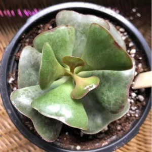 Mini Calico Hearts Succulent Live Houseplant - 3 inch Pot, Easy Care Indoor Plant - Image 5