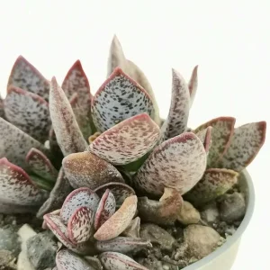 Mini Calico Hearts Succulent Live Houseplant - 3 inch Pot, Easy Care Indoor Plant - Image 7