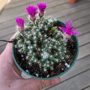 Mini Desert Rose Succulent Live Plant - Trichodiadema densum - 4 inch pot - Image 2