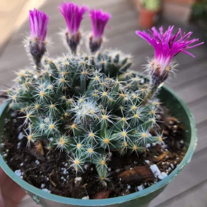 Mini Desert Rose Succulent Live Plant - Trichodiadema densum - 4 inch pot - Image 3