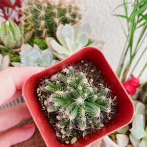 Mini Desert Rose Succulent Live Plant - Trichodiadema densum - 4 inch pot - Image 4