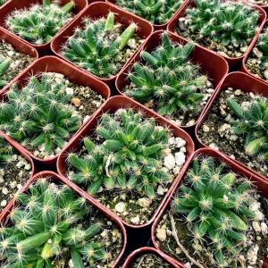 Mini Desert Rose Succulent Live Plant - Trichodiadema densum - 4 inch pot - Image 5