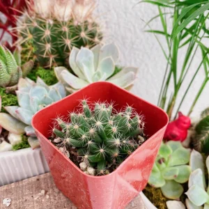 Mini Desert Rose Succulent Live Plant - Trichodiadema densum - 4 inch pot - Image 6