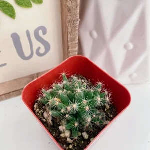 Mini Desert Rose Succulent Live Plant - Trichodiadema densum - 4 inch pot - Image 7