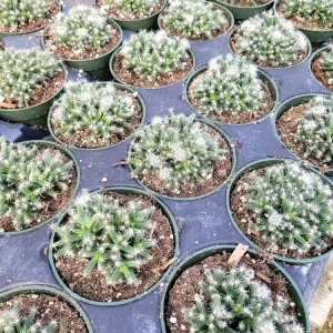 Mini Desert Rose Succulent Live Plant - Trichodiadema densum - 4 inch pot - Image 8