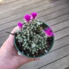Mini Desert Rose Succulent Live Plant - Trichodiadema densum - 4 inch pot - Image 1