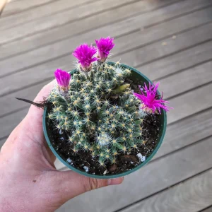 Mini Desert Rose Succulent Live Plant - Trichodiadema densum - 4 inch pot - Image 1