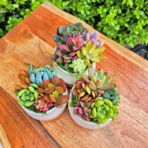 Mini Succulent Garden Live Plant – 5 Mini Succulents in 2.75