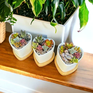Mini Succulent Garden Live Plant – 5 Mini Succulents in 2.75
