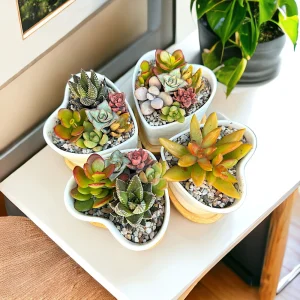 Mini Succulent Garden Live Plant – 5 Mini Succulents in 2.75