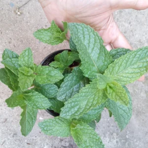 Mint Live Plant – 4 Inch Pot – Fresh Culinary Herb for Cooking & Gardening - Image 3