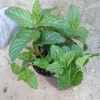 Mint Live Plant – 4 Inch Pot – Fresh Culinary Herb for Cooking & Gardening - Image 1