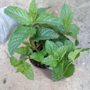 Mint Live Plant – 4 Inch Pot – Fresh Culinary Herb for Cooking & Gardening - Image 1