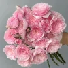 Misaki Rose Live Plant - Continuous Blooming, Fragrant, 60-80 cm Tall, Zones 5-9 - Image 1