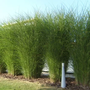 Miscanthus 'Gracillimus' Ornamental Perennial Grass Live Plant - 6-10" Tall Starter - Image 2