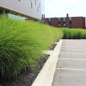 Miscanthus 'Gracillimus' Ornamental Perennial Grass Live Plant - 6-10