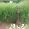 Miscanthus 'Gracillimus' Ornamental Perennial Grass Live Plant - 6-10" Tall Starter - Image 1