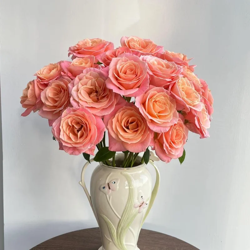 Miss Piggy Rose Live Plant – Yellow-to-Pink Gradient, Cupped Petals, 8 cm Flowers – Cut Flower Variety - Image 2