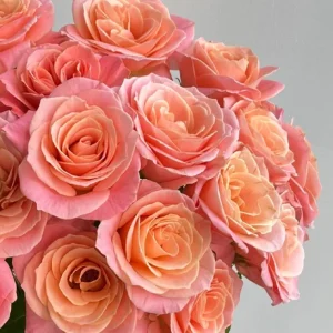 Miss Piggy Rose Live Plant – Yellow-to-Pink Gradient, Cupped Petals, 8 cm Flowers – Cut Flower Variety - Image 3