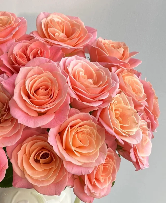 Miss Piggy Rose Live Plant – Yellow-to-Pink Gradient, Cupped Petals, 8 cm Flowers – Cut Flower Variety - Image 3