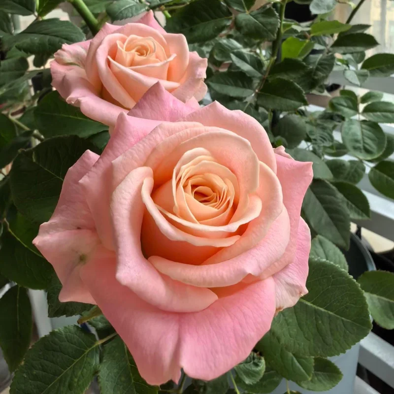 Miss Piggy Rose Live Plant – Yellow-to-Pink Gradient, Cupped Petals, 8 cm Flowers – Cut Flower Variety - Image 4