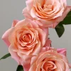 Miss Piggy Rose Live Plant – Yellow-to-Pink Gradient, Cupped Petals, 8 cm Flowers – Cut Flower Variety - Image 1