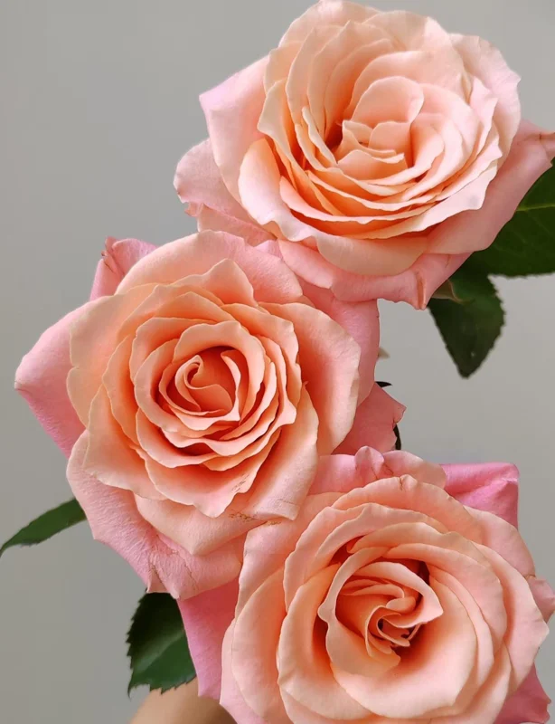 Miss Piggy Rose Live Plant – Yellow-to-Pink Gradient, Cupped Petals, 8 cm Flowers – Cut Flower Variety - Image 1