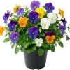 Mixed Color Pansy Plants Live Viola - 4" Pot, Full Sun to Partial Shade - Image 1