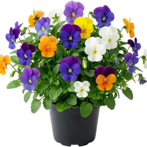 Mixed Color Pansy Plants Live Viola - 4