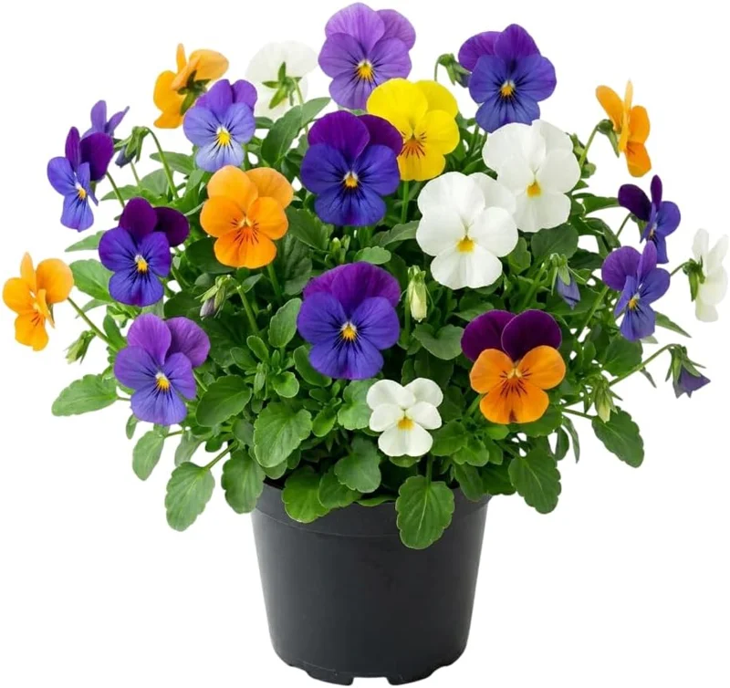 Mixed Color Pansy Plants Live Viola - 4" Pot, Full Sun to Partial Shade - Image 1