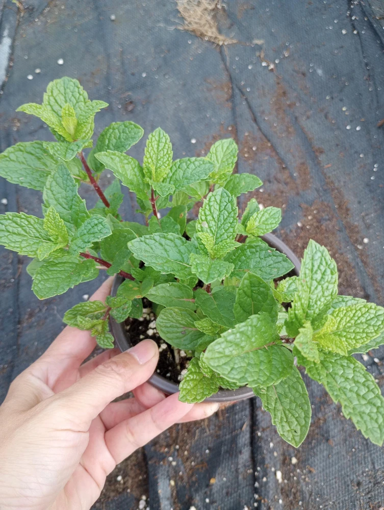 Mojito Mint Live Plant – 4 Inch Pot – Aromatic Herb for Drinks & Culinary Use - Image 1