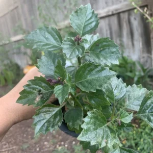 Mona Lavender Salvia Live Plant - Perennial Purple Sage, Outdoor, 8 oz Pot - Image 2