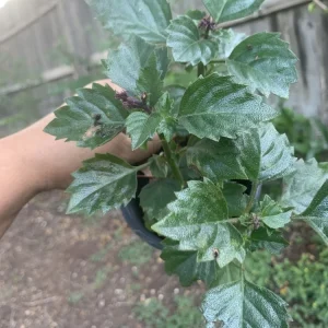 Mona Lavender Salvia Live Plant - Perennial Purple Sage, Outdoor, 8 oz Pot - Image 4