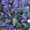 Mona Lavender Salvia Live Plant - Perennial Purple Sage, Outdoor, 8 oz Pot - Image 1
