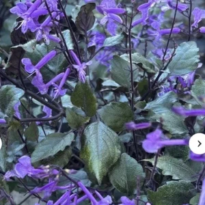 Mona Lavender Salvia Live Plant - Perennial Purple Sage, Outdoor, 8 oz Pot - Image 1