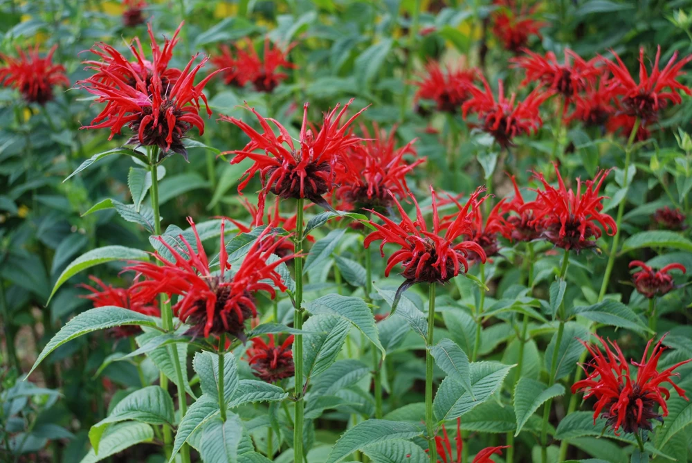 Monarda 'Jacob Cline' Scarlet Bee Balm Live Plant - Native Perennial - 2.5"x3.5" Pot - Image 2