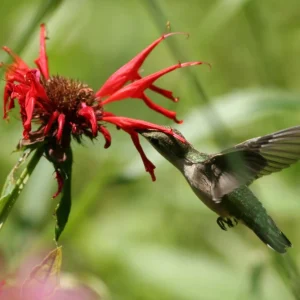 Monarda 'Jacob Cline' Scarlet Bee Balm Live Plant - Native Perennial - 2.5