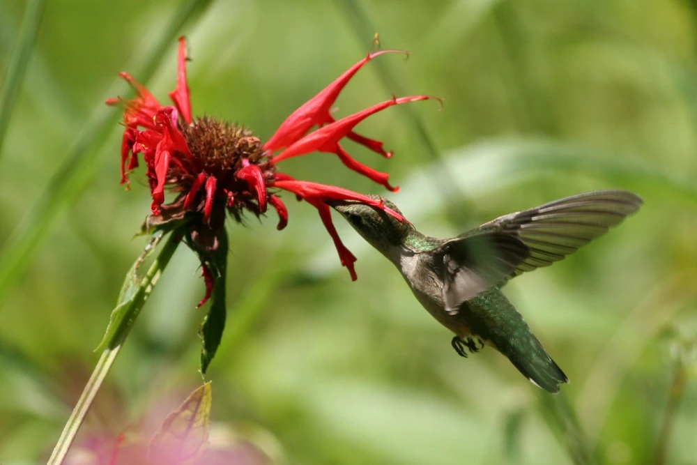 Monarda 'Jacob Cline' Scarlet Bee Balm Live Plant - Native Perennial - 2.5"x3.5" Pot - Image 3