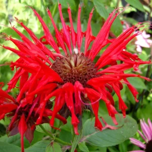 Monarda 'Jacob Cline' Scarlet Bee Balm Live Plant - Native Perennial - 2.5