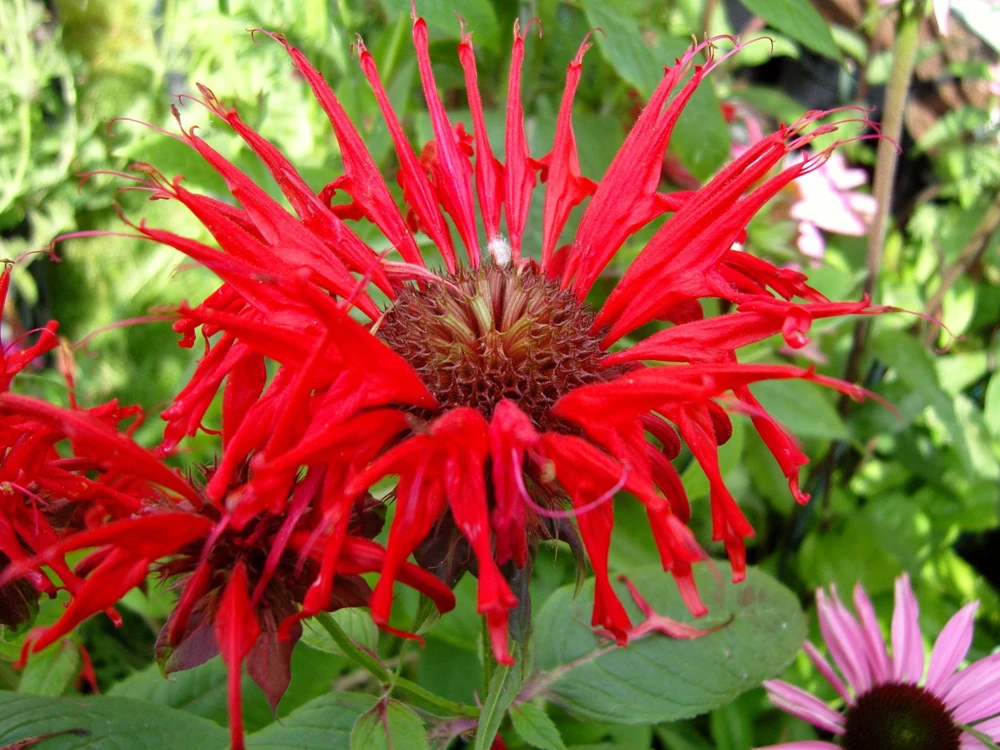 Monarda 'Jacob Cline' Scarlet Bee Balm Live Plant - Native Perennial - 2.5"x3.5" Pot - Image 1