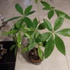 Money Tree Live Plant – Pachira aquatica – 6 inch Pot – Indoor Houseplant - Image 1
