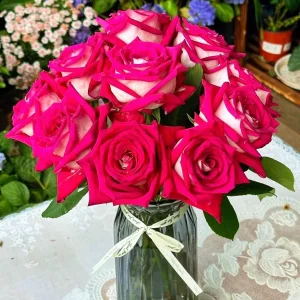 Monica Bellucci Rose Live Plant – Bi-color Red & White, Fragrant, 100cm Tall - Image 2