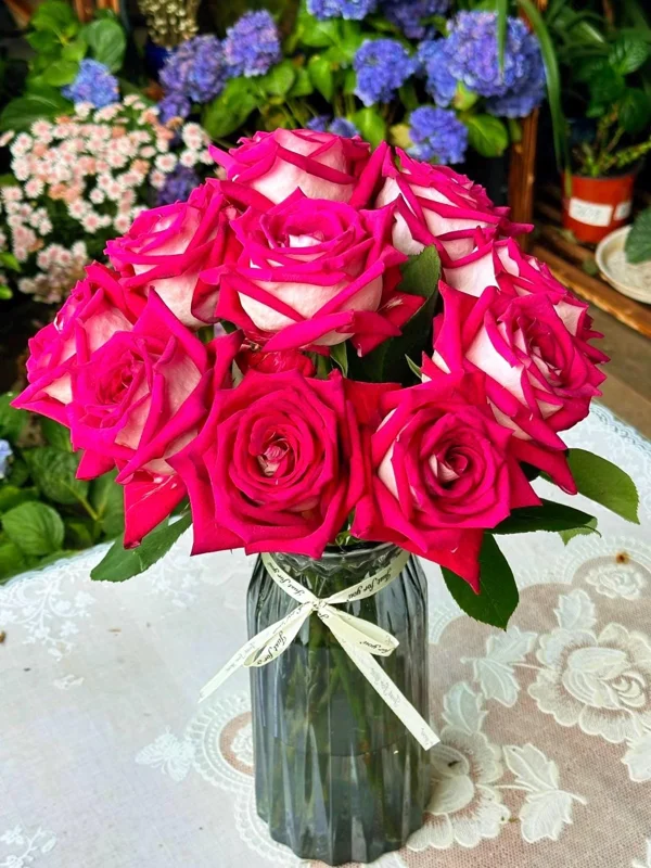 Monica Bellucci Rose Live Plant – Bi-color Red & White, Fragrant, 100cm Tall - Image 2